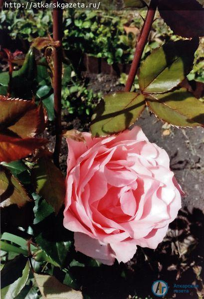 Жители села Елизаветино приняли активное участие в фотоконкурсе «Аткарские розы»