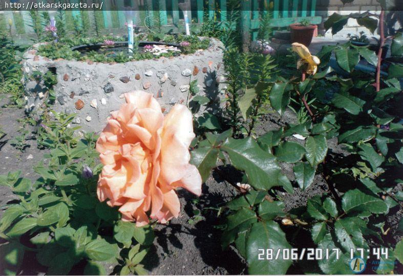 Жители села Елизаветино приняли активное участие в фотоконкурсе «Аткарские розы»