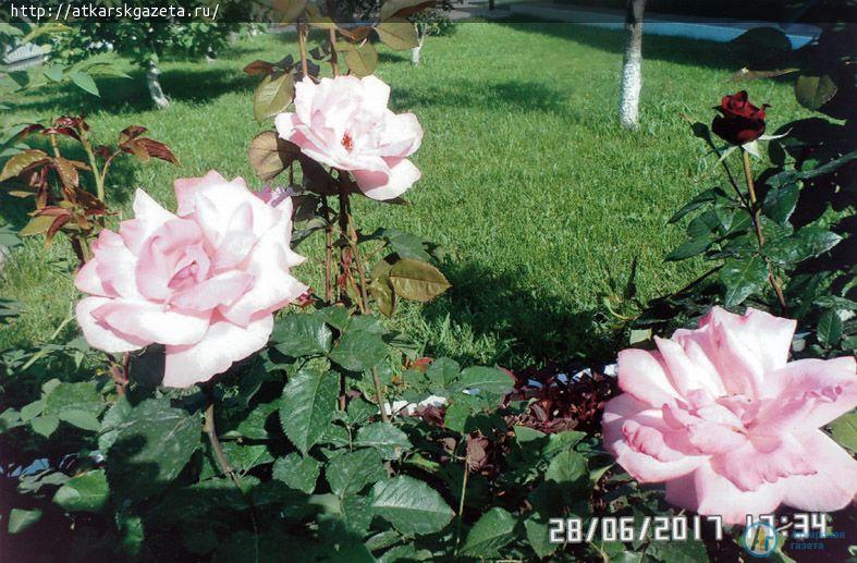 Жители села Елизаветино приняли активное участие в фотоконкурсе «Аткарские розы»