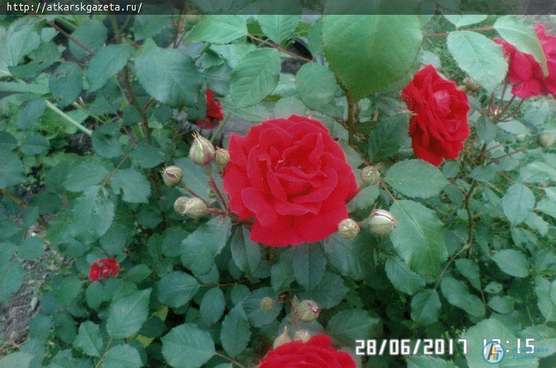 Жители села Елизаветино приняли активное участие в фотоконкурсе «Аткарские розы»