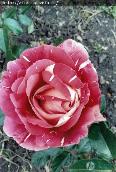 Жители села Елизаветино приняли активное участие в фотоконкурсе «Аткарские розы»