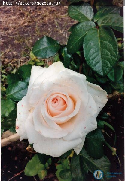 Жители села Елизаветино приняли активное участие в фотоконкурсе «Аткарские розы»