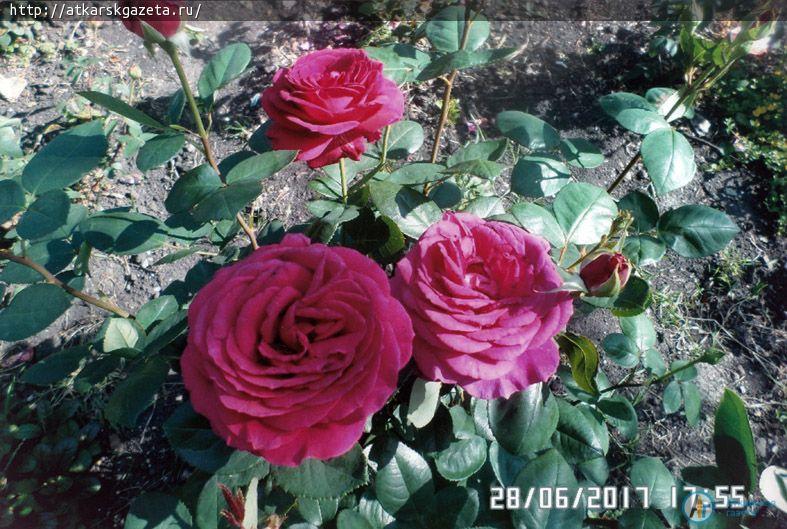 Жители села Елизаветино приняли активное участие в фотоконкурсе «Аткарские розы»