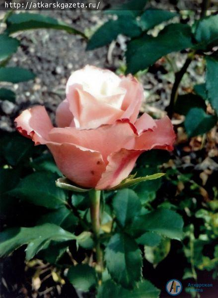 Жители села Елизаветино приняли активное участие в фотоконкурсе «Аткарские розы»