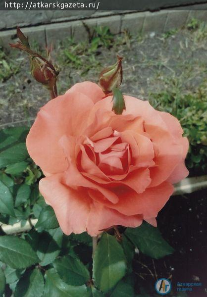 Жители села Елизаветино приняли активное участие в фотоконкурсе «Аткарские розы»