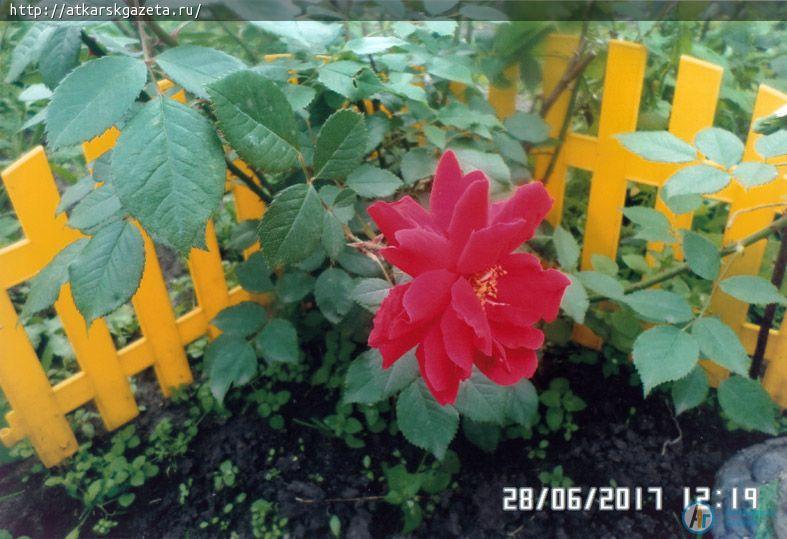 Жители села Елизаветино приняли активное участие в фотоконкурсе «Аткарские розы»