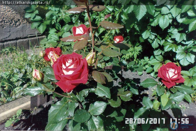 Жители села Елизаветино приняли активное участие в фотоконкурсе «Аткарские розы»