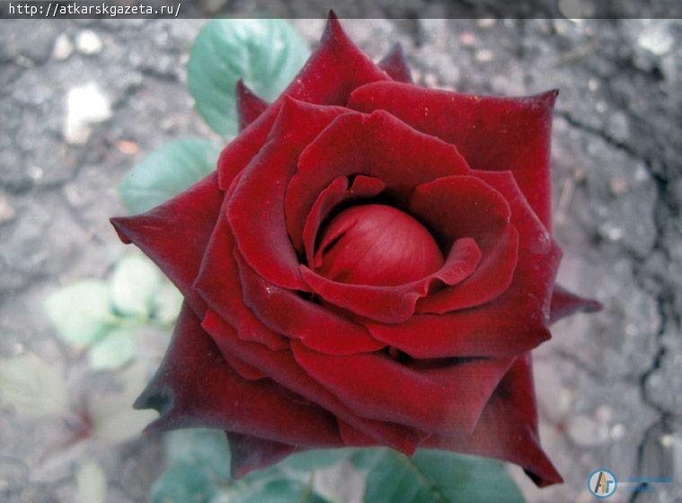 Жители села Елизаветино приняли активное участие в фотоконкурсе «Аткарские розы»