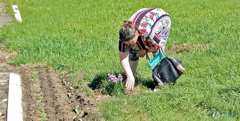 Жительница Даниловки посадила у ДК нивяник и лук Палласа 